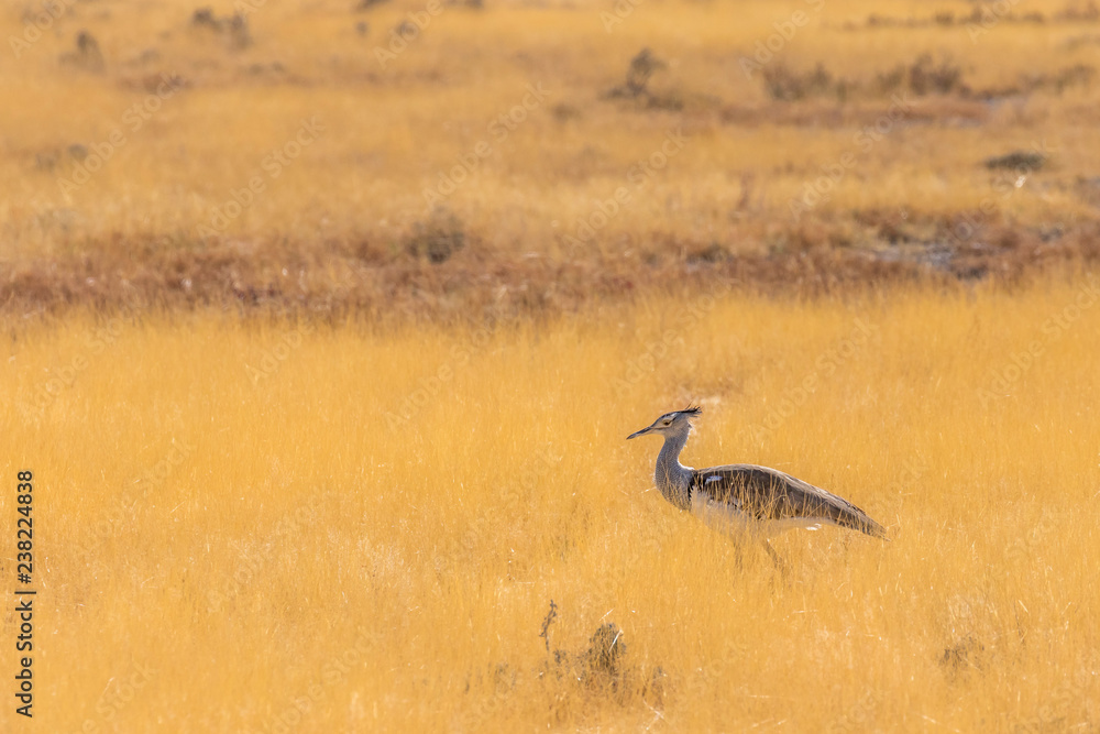 Kori bustard ( Ardeotis Kori), the largest flying bird, Etosha National Park, Namibia. Kori bustard ( Ardeotis Kori), the largest flying bird, Etosha National Park, Namibia.
