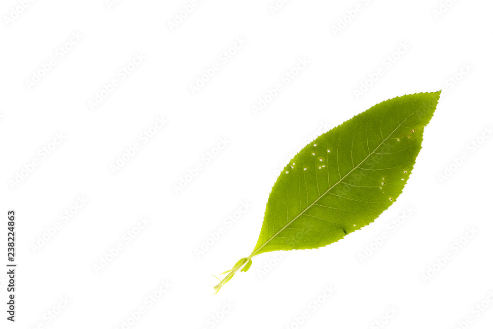 Fototapeta premium Leaf Ngai Camphor Tree