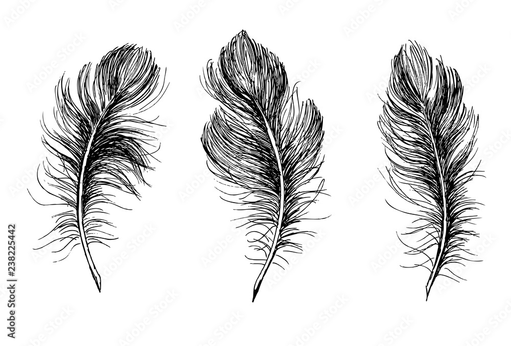 Obraz premium Hand drawn feather on white background