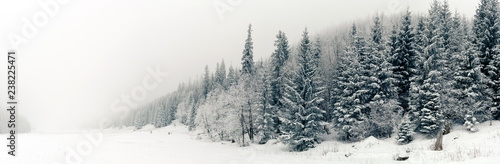 Winter white forest panorama with snow, Christmas background © blas