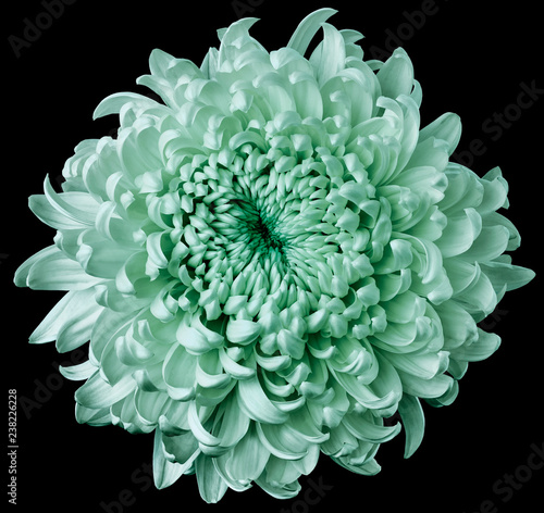 turquoise flower chrysanthemum isolated on black background. For design. Clearer focus. Closeup. Nature.