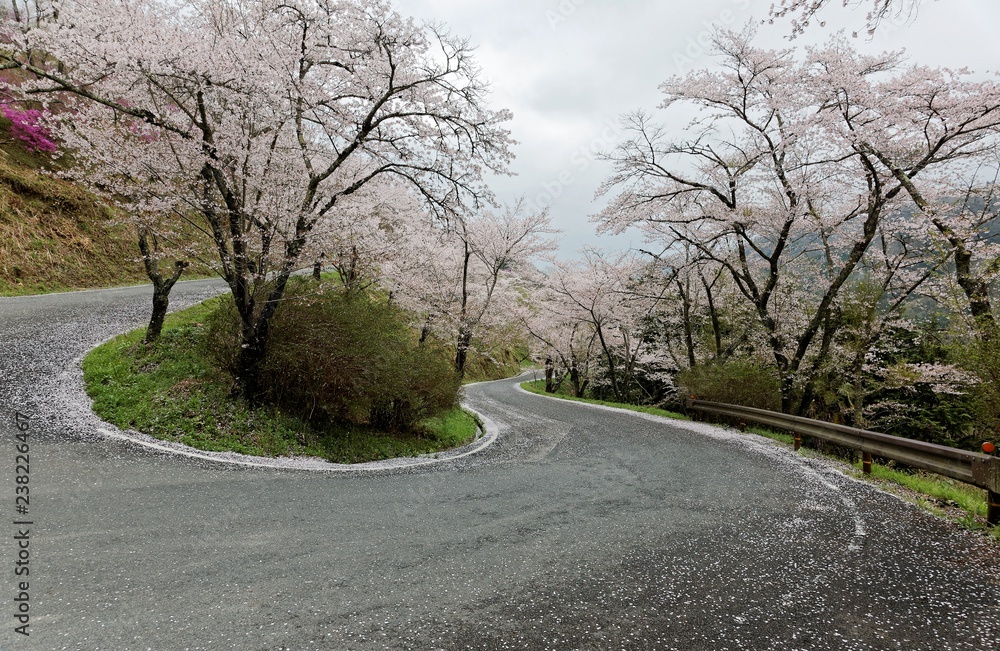 Amazing sakura (cherry) blossoms by the hairpin turn of a curvy highway in Miyasumi Park, Okayama, Japan ~ Beautiful spring scenery of sakura namiki (archway of cherry trees) in Japanese countryside Amazing sakura (cherry) blossoms by the hairpin turn of a curvy highway in Miyasumi Park, Okayama, Japan ~ Beautiful spring scenery of sakura namiki (archway of cherry trees) in Japanese countryside