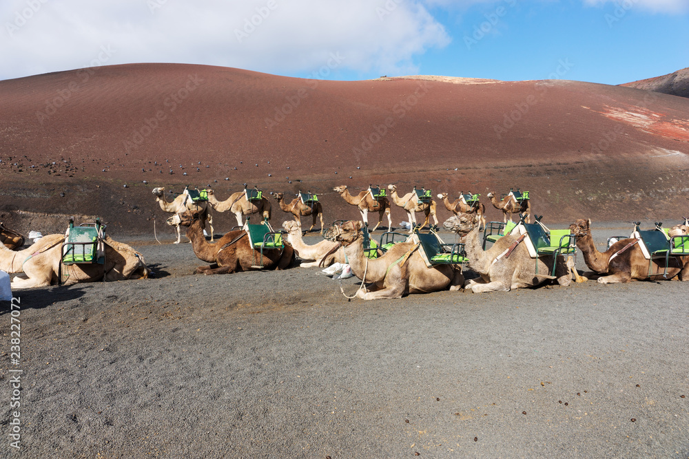 Fototapeta premium Camels wait for tourists at Timanfaya national park in Lanzarote . Canary Islands. Spain