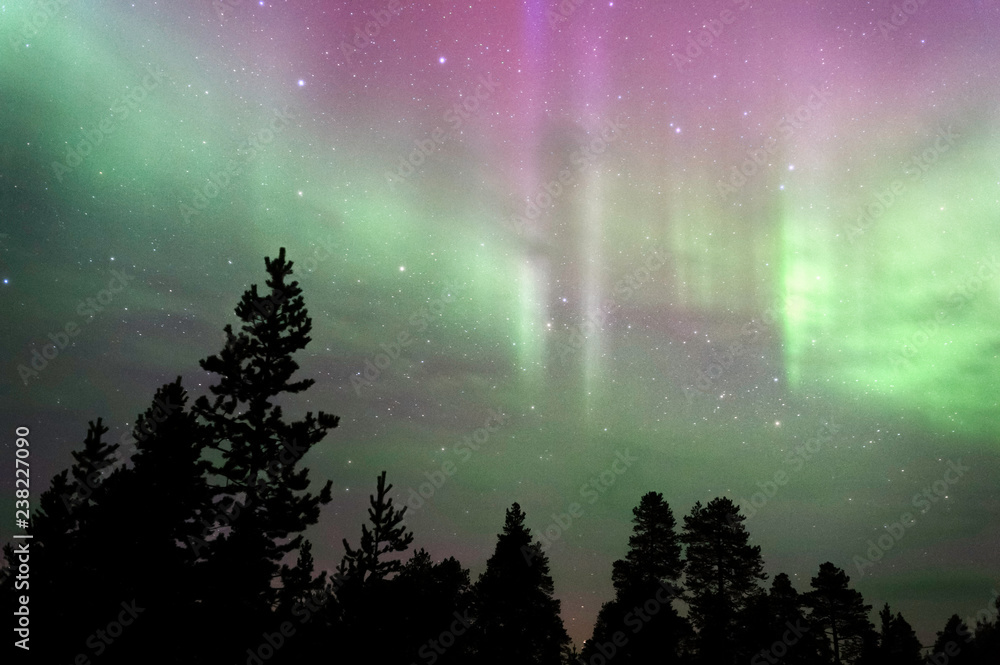 Aurora borealis, Northern lights, above treetops.