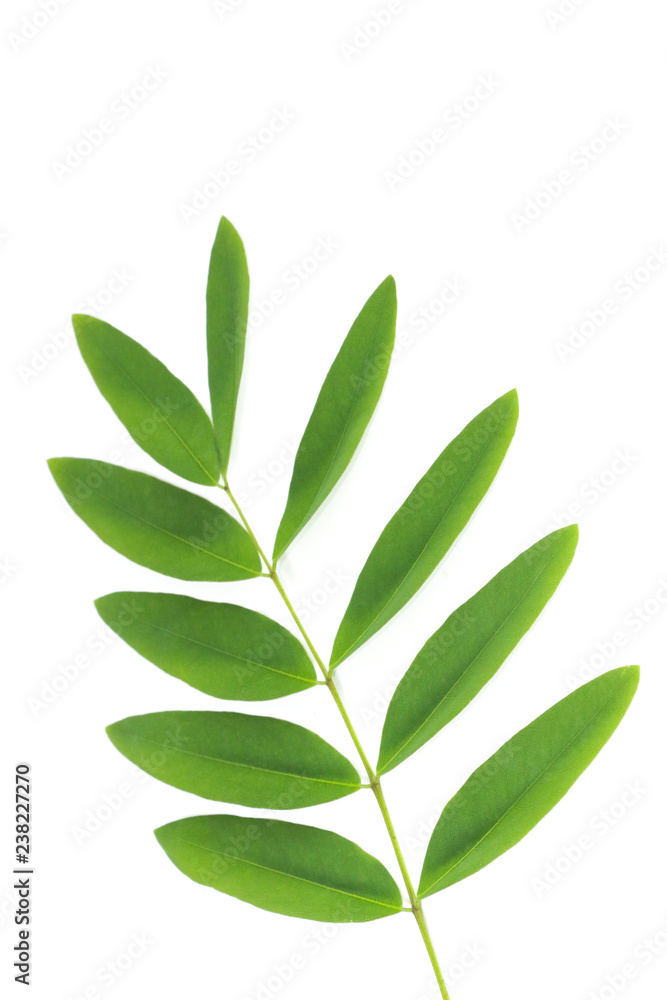 Siamese senna Leaf Close up