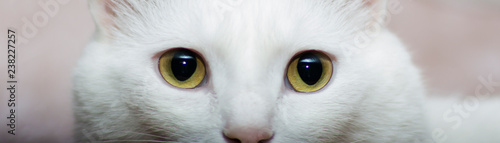 white cat's eyes are looking at you