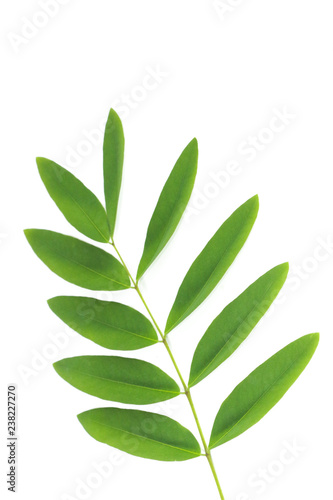 Siamese senna Leaf Close up © likit