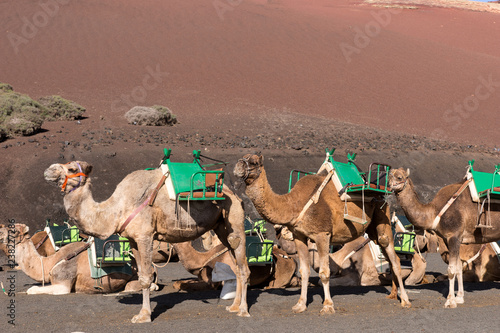 Camels wait for tourists at Timanfaya national park in Lanzarote . Canary Islands. Spain © kelifamily