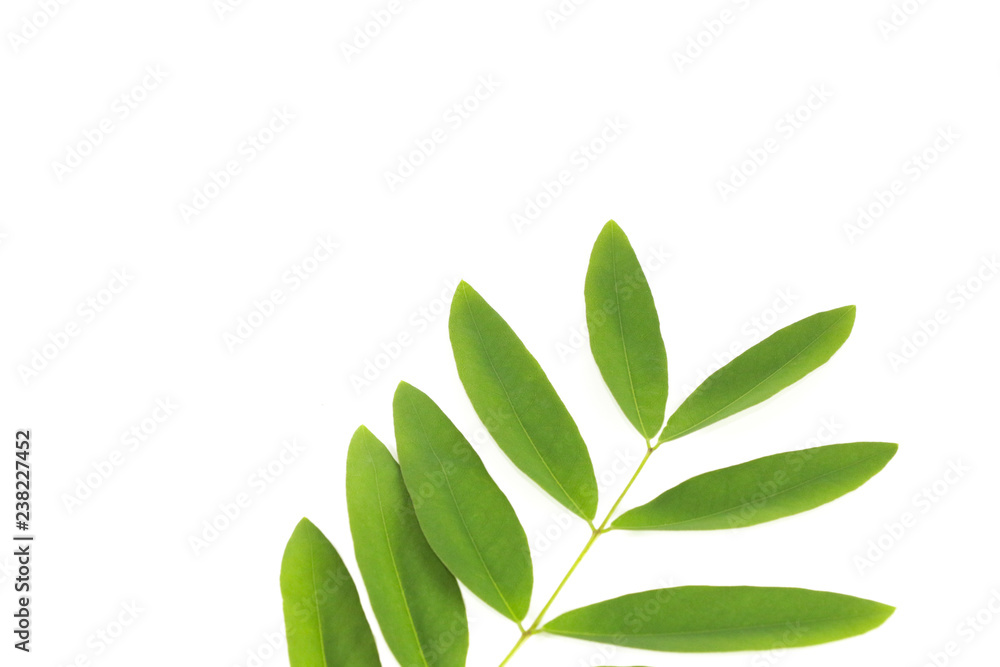Siamese senna Leaf Close up
