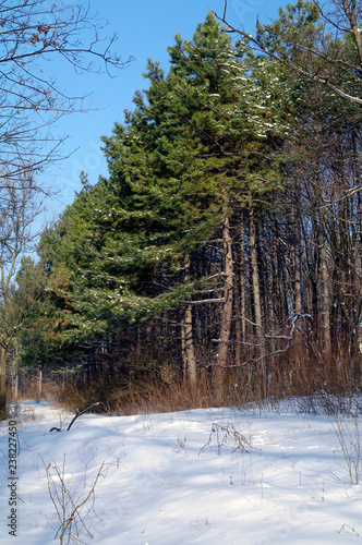 Firs and pines in the winter in the forest