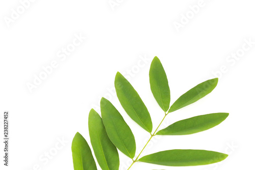 Siamese senna Leaf Close up