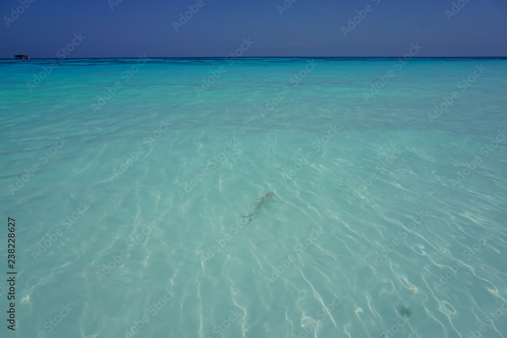A black tip baby shark in front of the white sand beach of Koh Tachai island, Thailand A black tip baby shark in front of the white sand beach of Koh Tachai island, Thailand