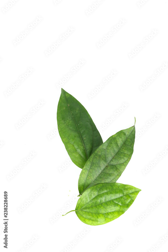 Obraz premium Bai-ya-nang Close up