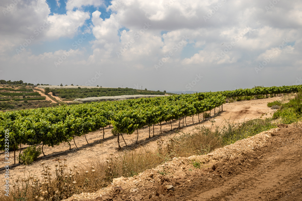 Vineyards along Way of the Patriarchs. Israel