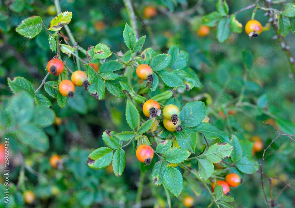 Hedgerow