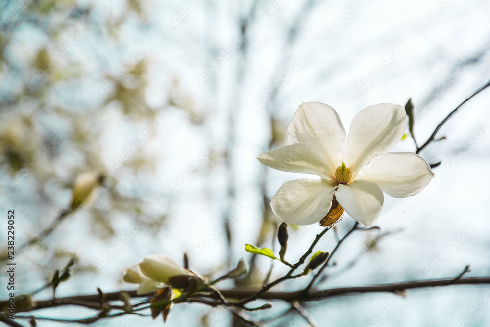 Blooming white magnolia tree in the spring on sky background. Selective focus Blooming white magnolia tree in the spring on sky background. Selective focus