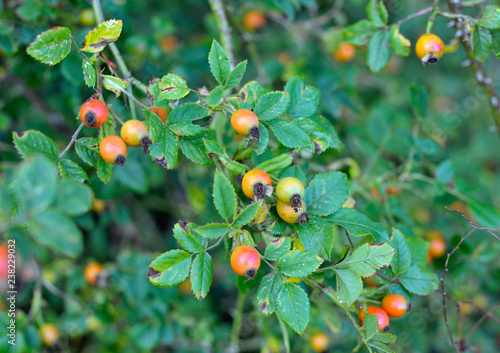 Obraz na płótnie Hedgerow w salonie
