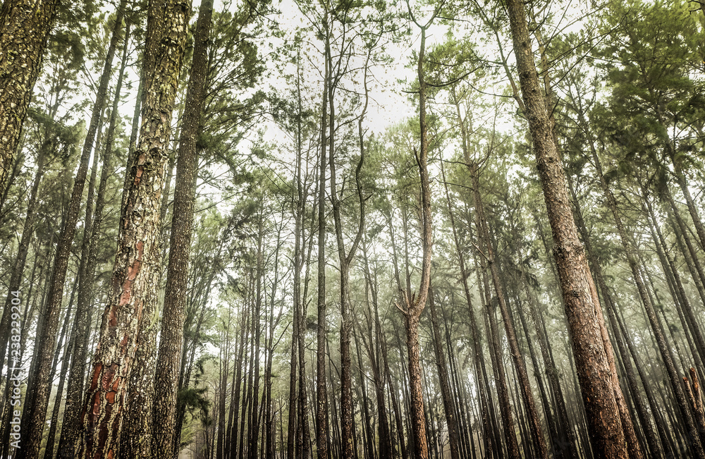 Panoramic View Inside Coniferous , A Route through Pine Forest Panoramic View Inside Coniferous , A Route through Pine Forest