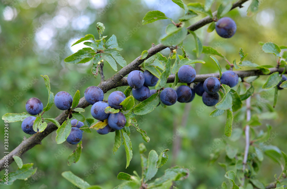 Hedgerow