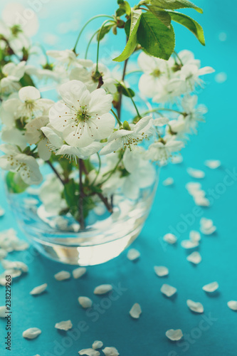 White cherry blossom twigs in glass vase on blue paper background. Copy space. Selective focus. Toned