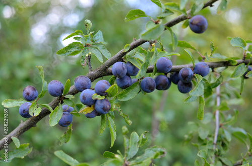 Obraz na płótnie Hedgerow w salonie