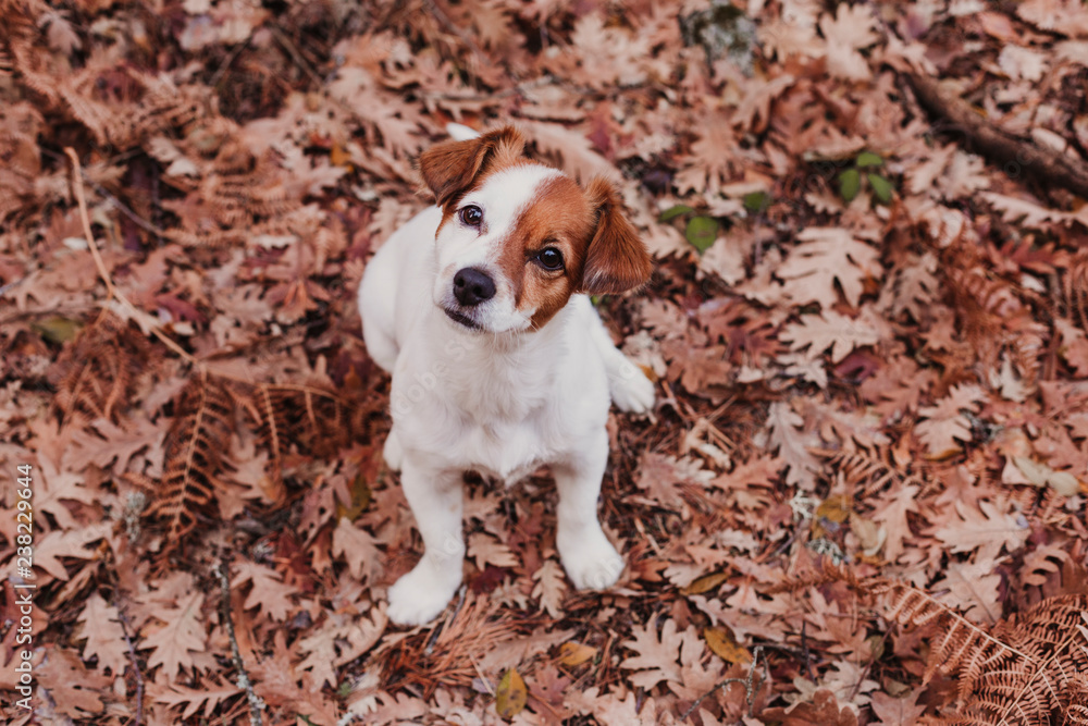 cute small dog portrait looking at the camera. Sitting on brown leaves background. Autumn concept. pets Outdoors cute small dog portrait looking at the camera. Sitting on brown leaves background. Autumn concept. pets Outdoors