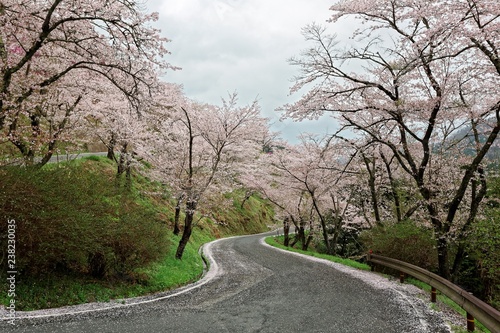 Wallpaper Mural A curvy highway winding up the hill of amazing sakura ( cherry ) blossoms in Miyasumi Park, Okayama, Japan ~ Beautiful spring scenery of sakura namiki (archway of cherry trees) in Japanese countryside Torontodigital.ca