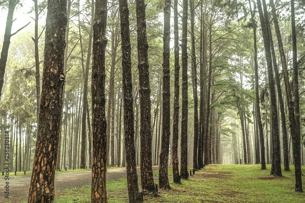 Obraz premium Road through the Pine Forest , View of pine trees in the coniferous forest