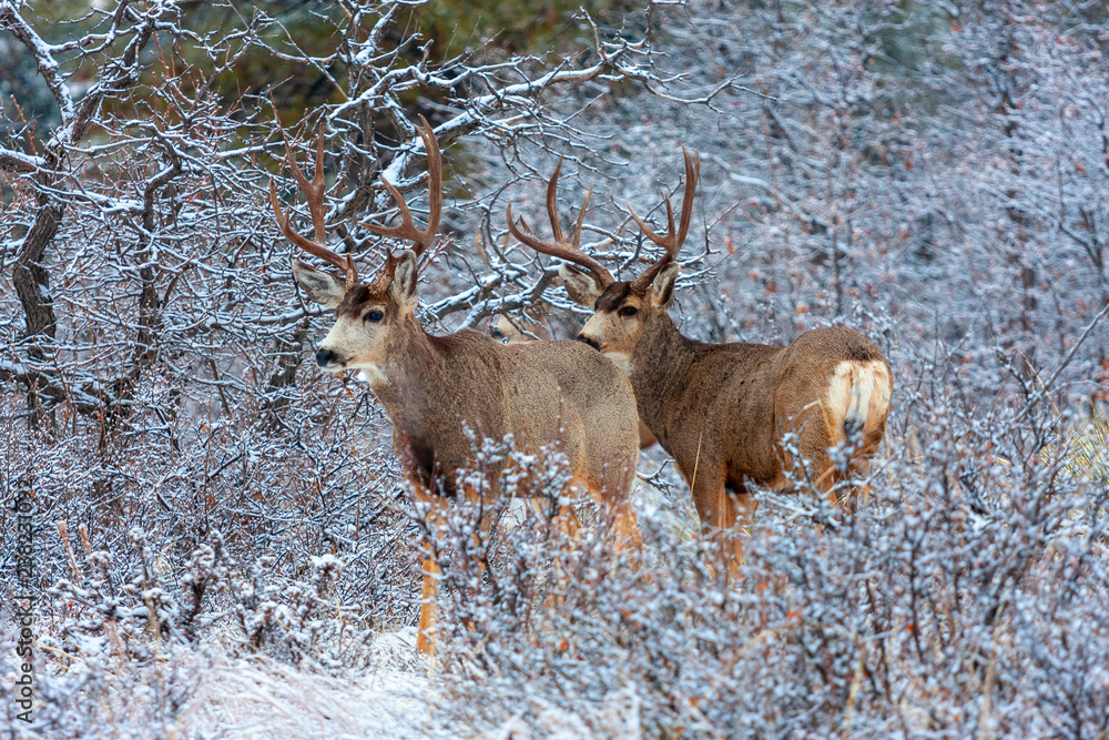 Winter Bucks Winter Bucks