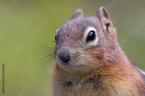 Squirrel close-up © COBRASoft