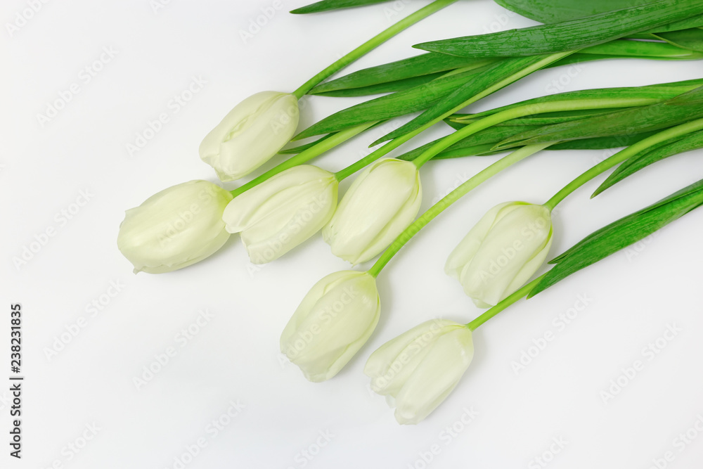 Blooming white tulip flowers with green leaves on white background with copy space. Top view. Blooming white tulip flowers with green leaves on white background with copy space. Top view.