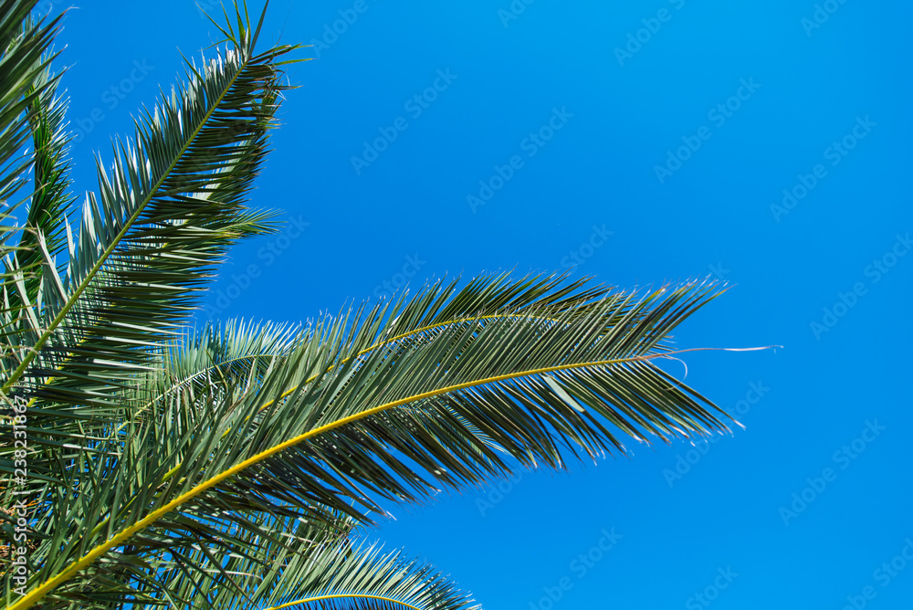 palms leaves close up. blue sky on background palms leaves close up. blue sky on background