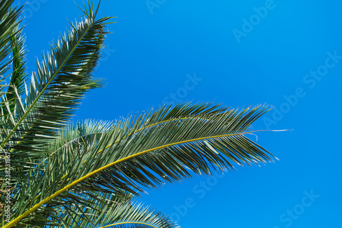 palms leaves close up. blue sky on background