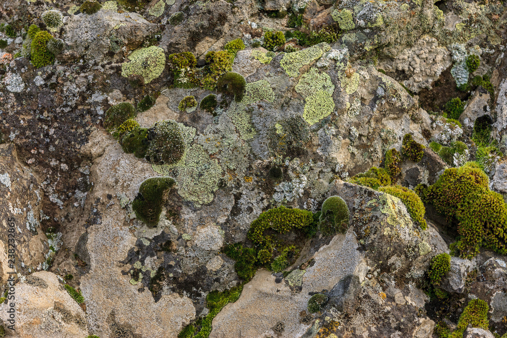 Moss and lichen on a rock.