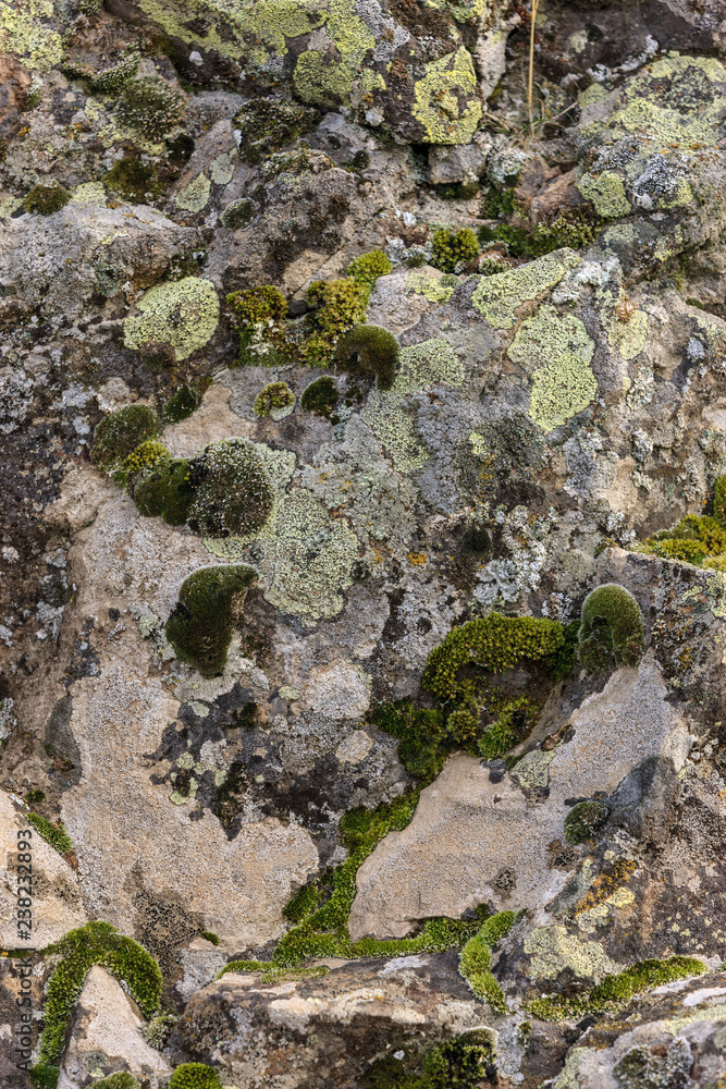 Rock covered with moss and lichen.