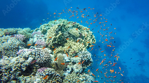 bunte Fische am Korallenriff im Roten Meer