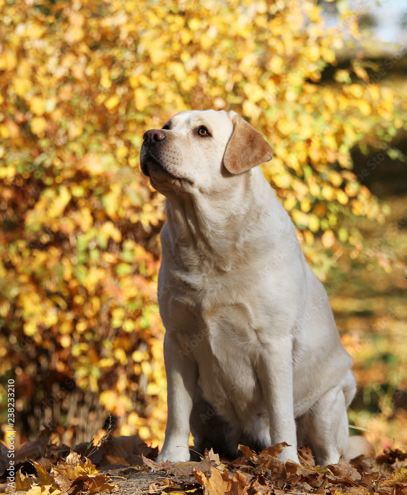 the sweet yellow labrador in the park in autumn