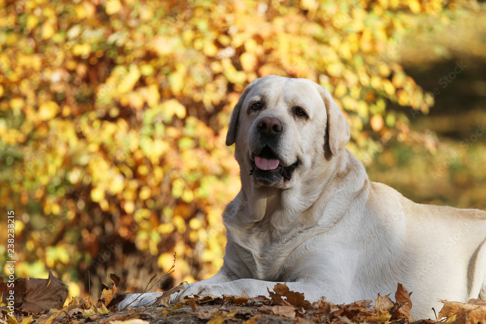 a yellow labrador in the park in autumn a yellow labrador in the park in autumn