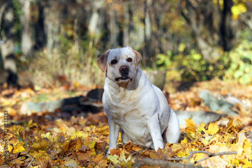 a yellow labrador in the park in autumn portrait © yarvet
