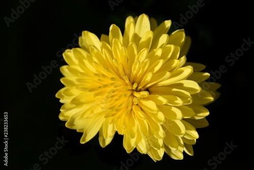 Yellow flower of spring chrysanthemum on black background