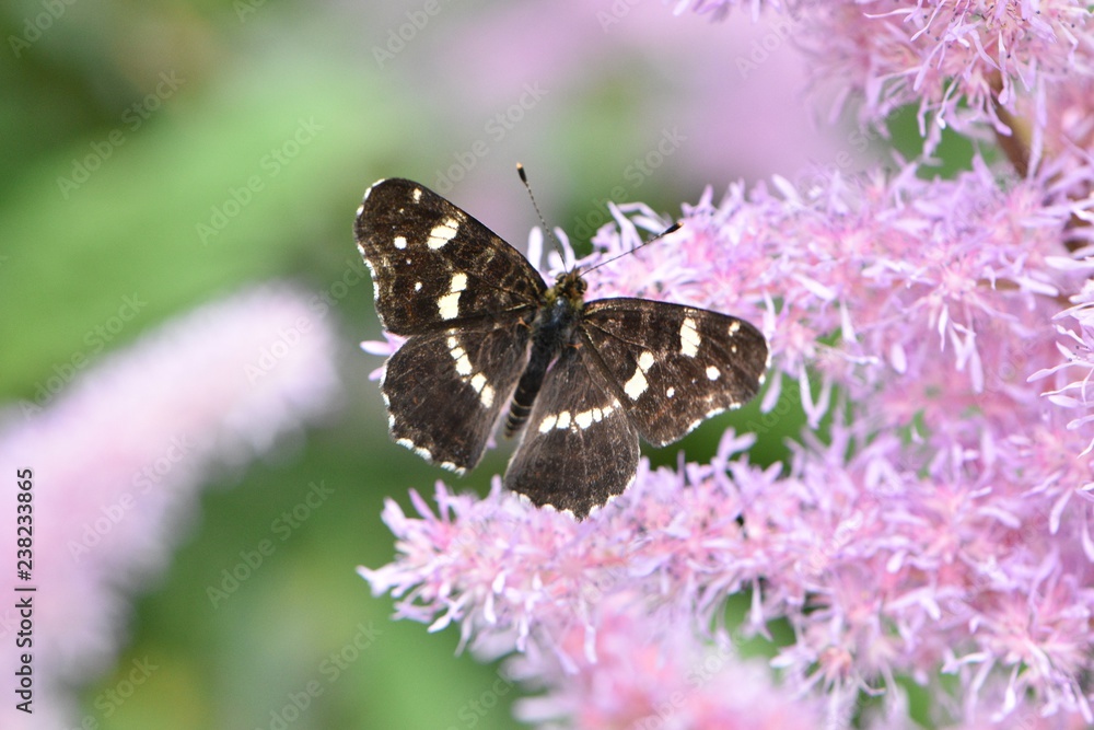 Small brown butterfly with open wings, covered with white specks, on a soft pink garden flower Small brown butterfly with open wings, covered with white specks, on a soft pink garden flower
