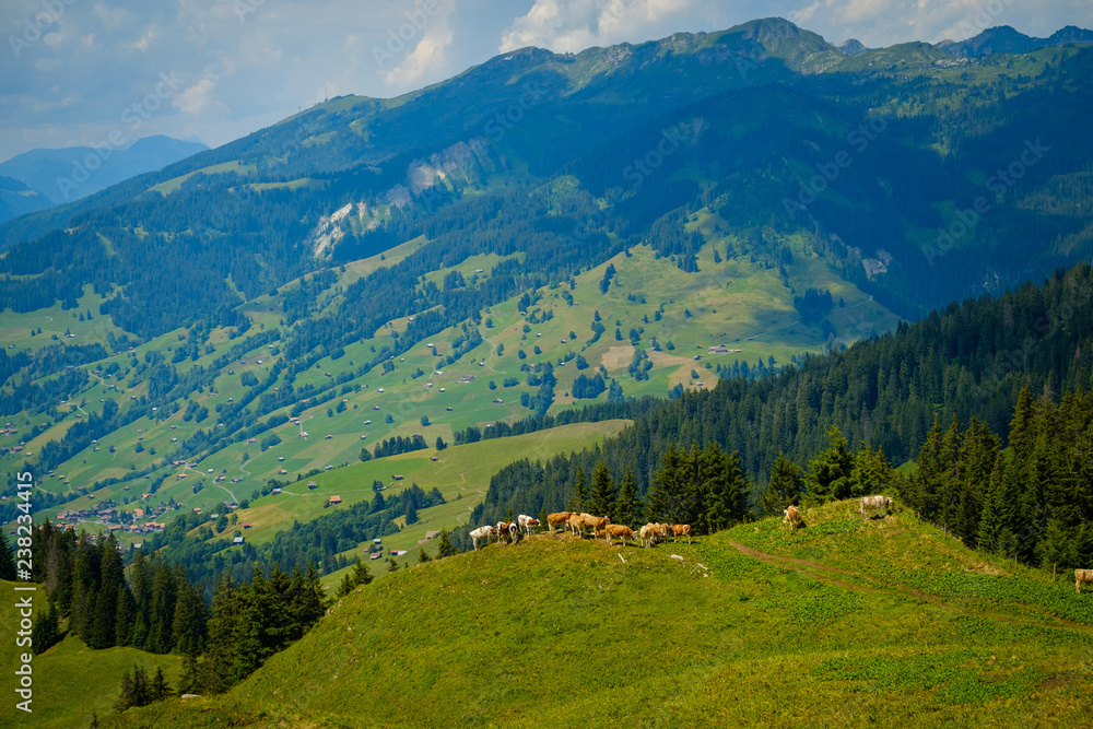 Small herd of cows grazing on a mountain pasture in Switzerland