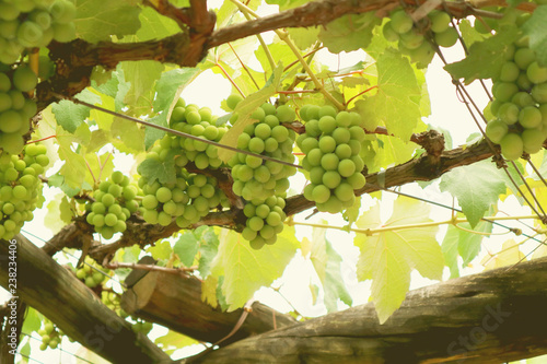 Grapes in vineyard. White wine grapes hanging in Brazilian vineyard. Selective focus.