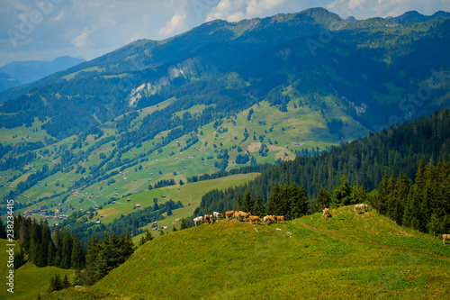  Small herd of cows grazing on a mountain pasture in Switzerland