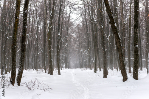 Slika na platnu beautiful Christmas mysterious winter snowy forest with footpath