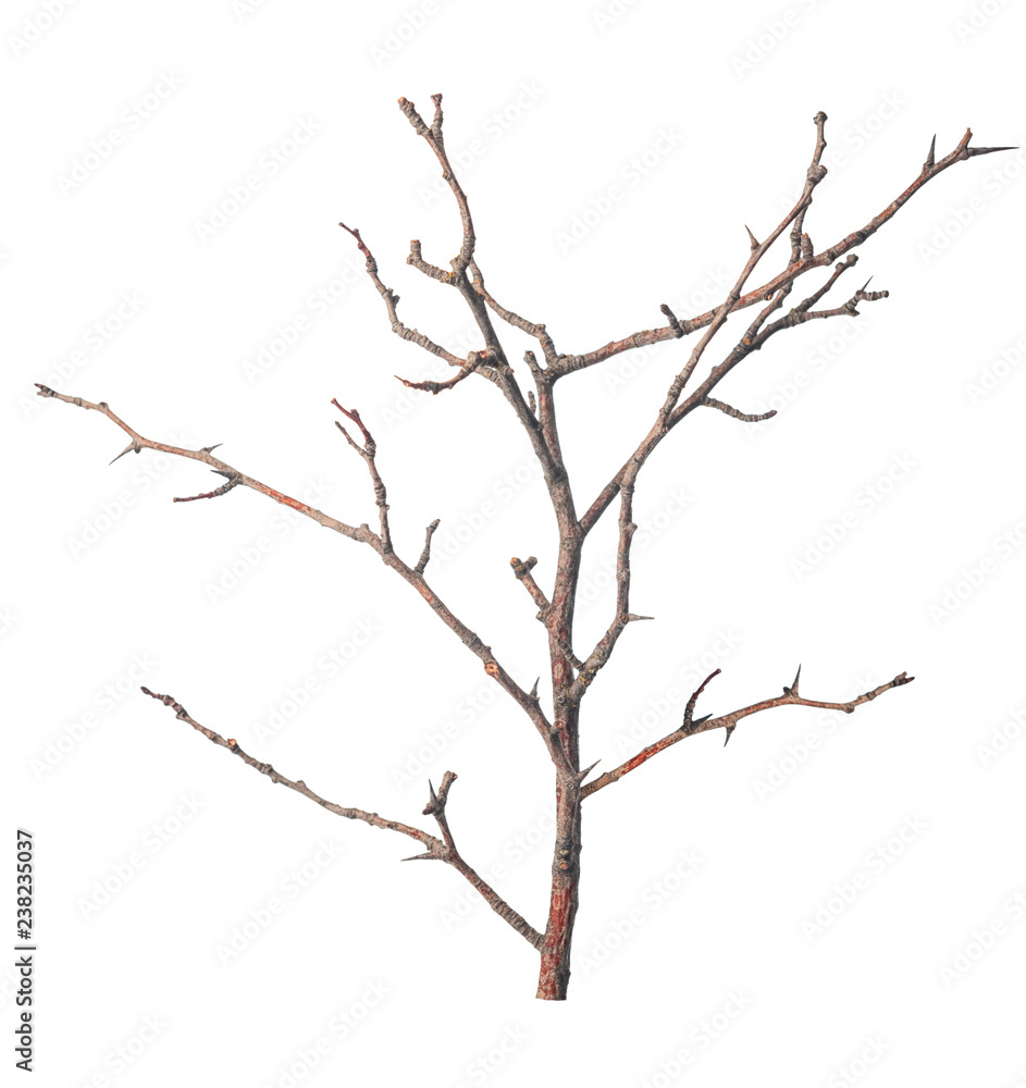 beautiful dry branch of tree isolated on white background, close up