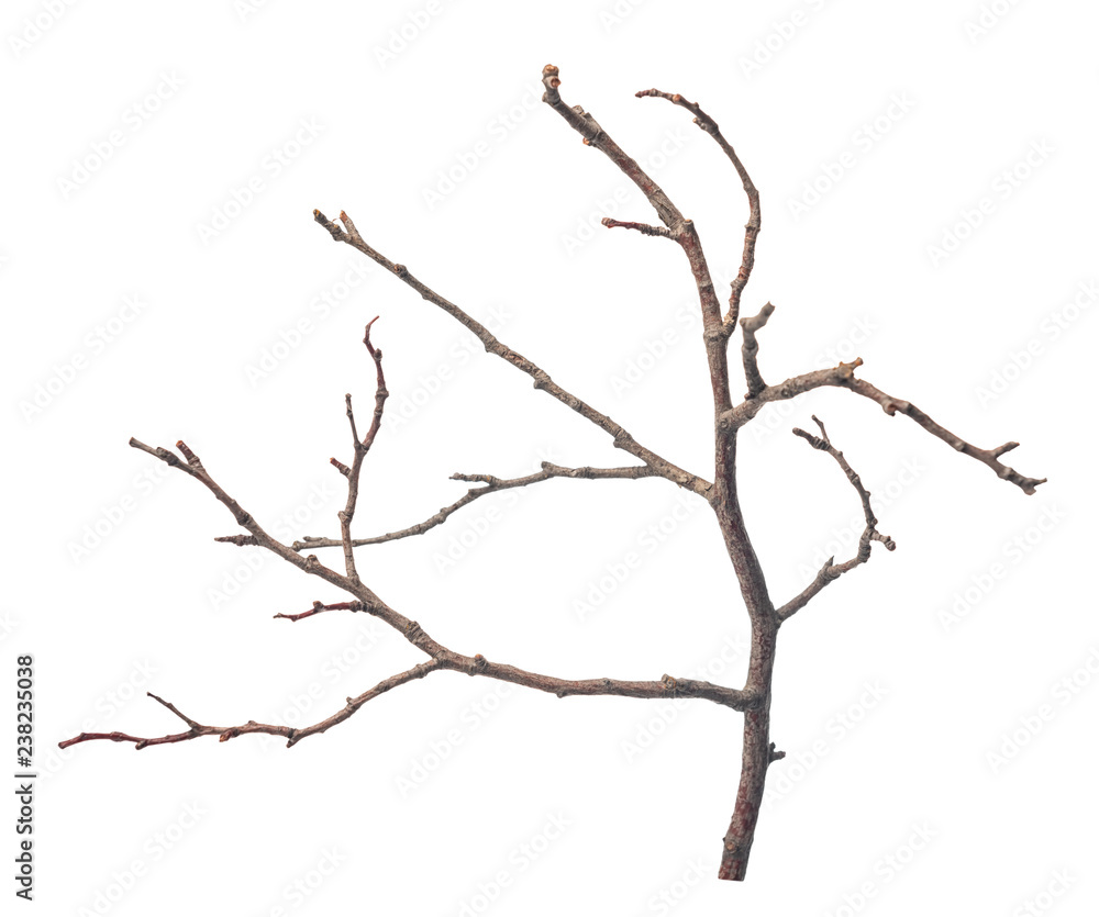 beautiful dry twig of tree isolated on white background, close up