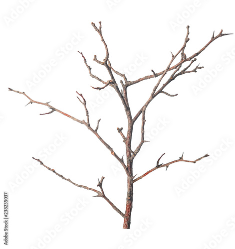 beautiful dry branch of tree isolated on white background, close up