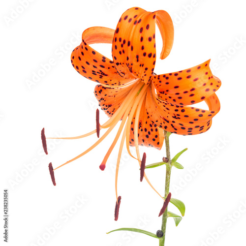 Fototapeta Naklejka Na Ścianę i Meble -  beautiful orange with spotted lily flower isolated on white background