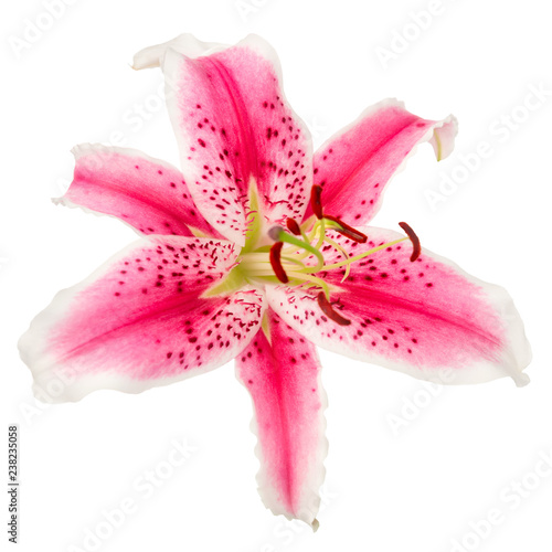 Fototapeta Naklejka Na Ścianę i Meble -  beautiful red with spotted lily flower isolated on white background